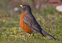 Turdus migratorius